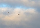 Monniksgier (cinereous vulture) Aegypius monachus - Ihk Gazriin Chuluu 24-08-2016 (3)